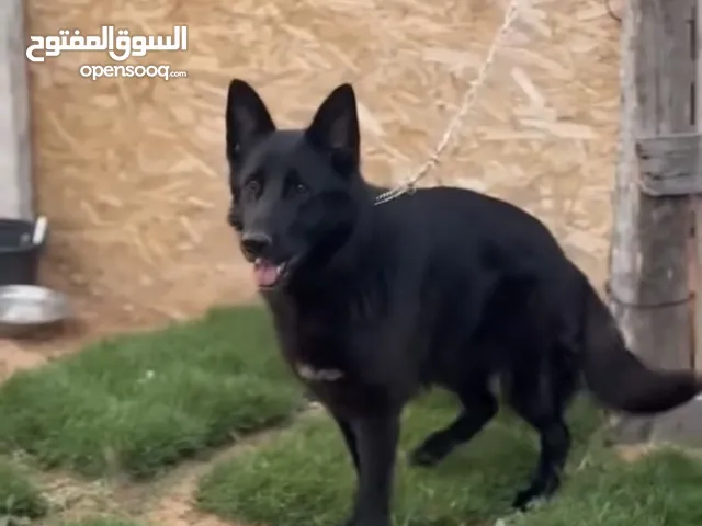 انتى شورت هير للبيع