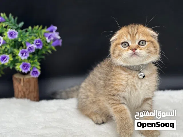 كيتنز ذكور سكوتش فولد قولد