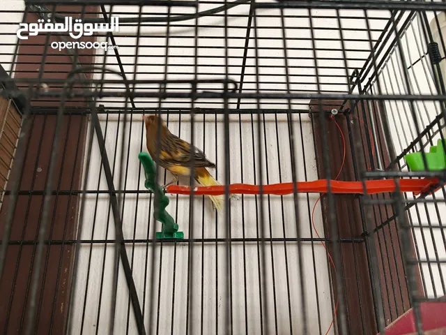 عصافير كنار لا بيع او بدل