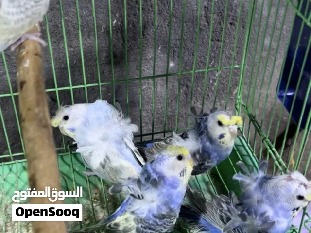 البيع هاجرمو رينبو فول وردات الزوج