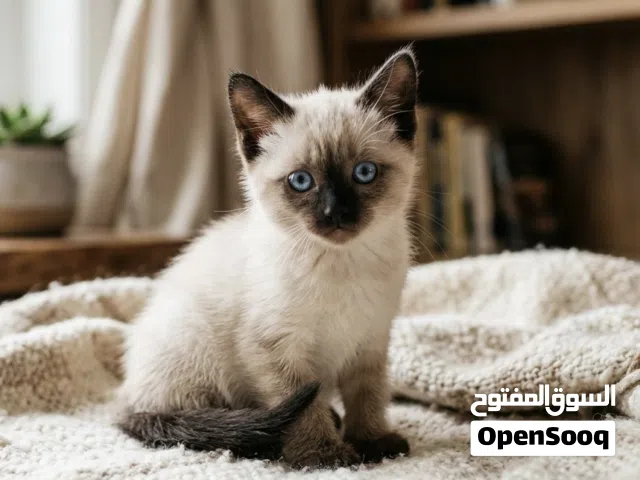 قط سيامي سنور سيامي سكوتش فولد