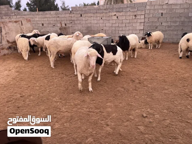 اضاحي عيد مكان سور سعود