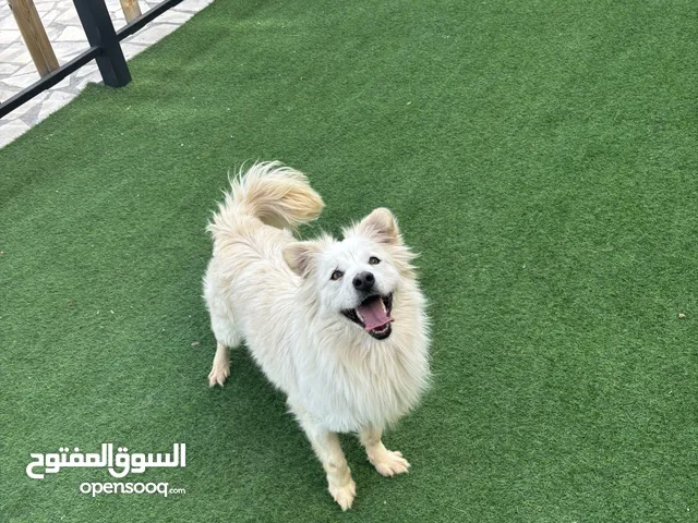 أنثى لعوبة جداا للبيع