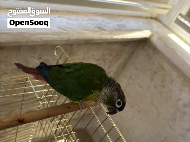 ببغاء الكنيور اخضر الخد(green cheek conure)
