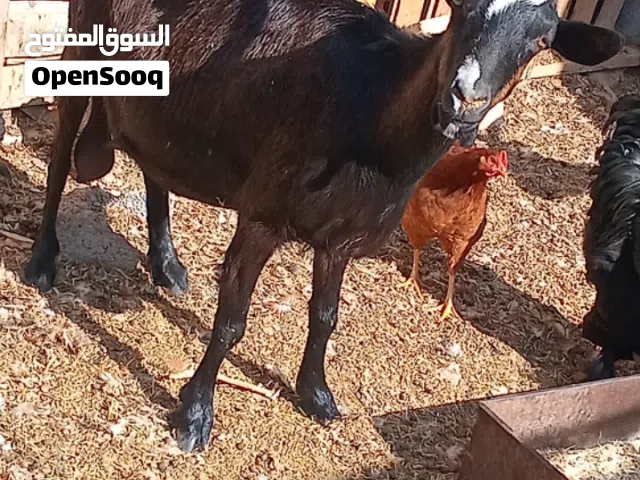 عنز فرنساويه جنس حليب عشراء اربعه شهور من الجدي ليفي الصوره