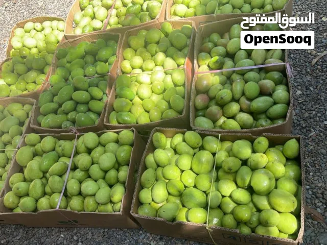 امبا اخضر 2026