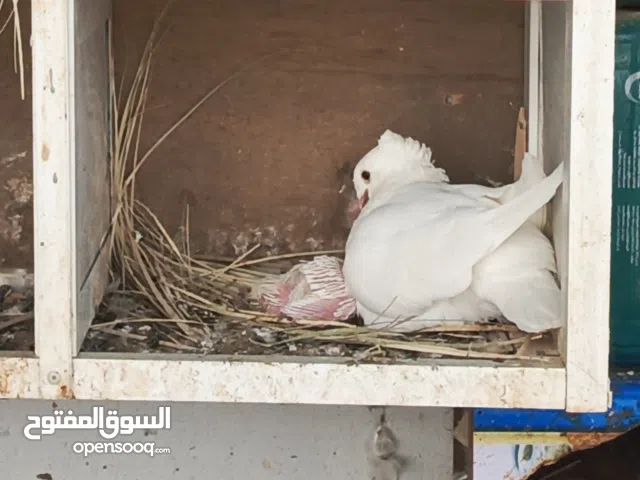 حمام للبيع منوع حب رمان و بحريني ومدينه