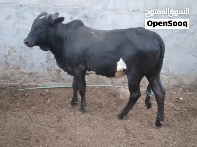 عجول عراقي بل ذمه