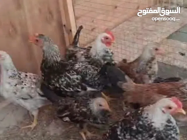 مكلف بالنشر مكلف بالنشر مكلف هذا الحلال في محافظه بغداد