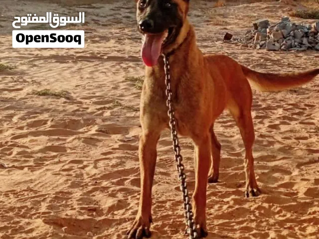 مينوا الله يبارك