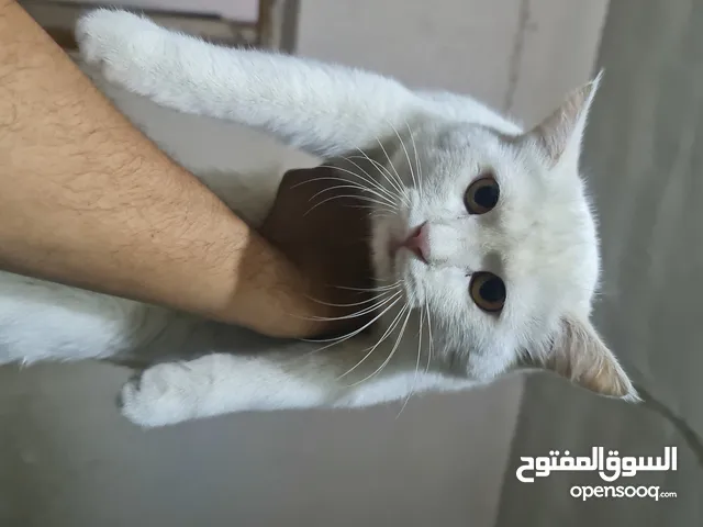 قط اسكتلندي ابيض عيون صفر