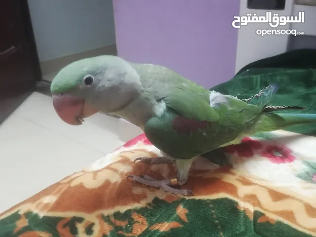 نيبالي سوبر جامبو أليف جدآ وبادي يعمل اصوات ممتاز للأطفال الجناح كامل طيران حر داخلي
