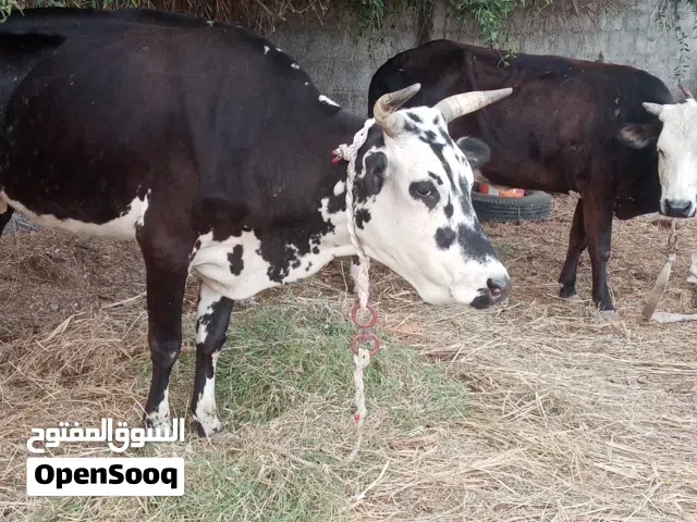 بقار نمساويات صغار ف عمر