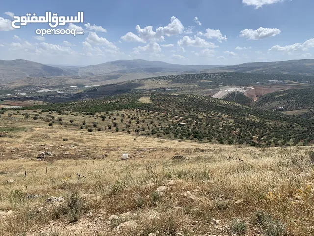 نمرتين للبيع في طوباس
