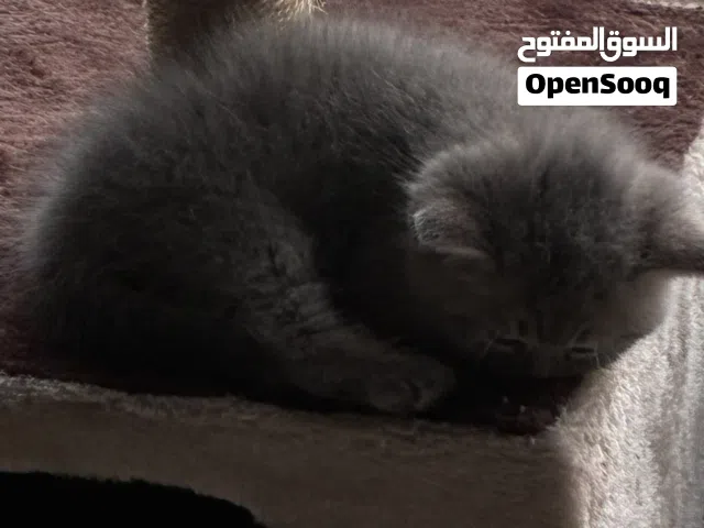 قطع عمرها شهر قطع بريطانية