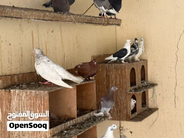 متوفر حمام بأنواع مختلفه
