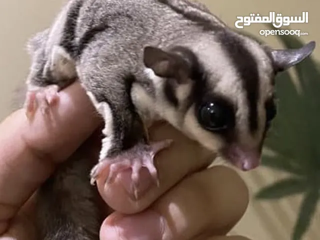 متاح شگر گلايدر او السنجاب الطائر