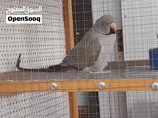 ببغاء دره لون سكني
