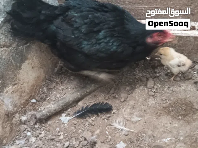 Pakistani hen دجاج باكستاني
