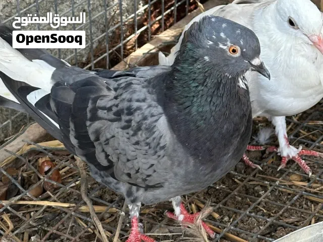مطلوووب حمام عادي