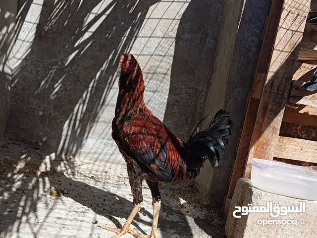 موجود ديك باكستاني عمر 9 شهور نخب اول شغال 100 ٪