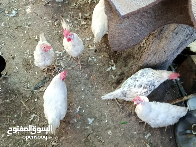 جاج مزارع بياض عدد عشره سعر الحاجه دينار