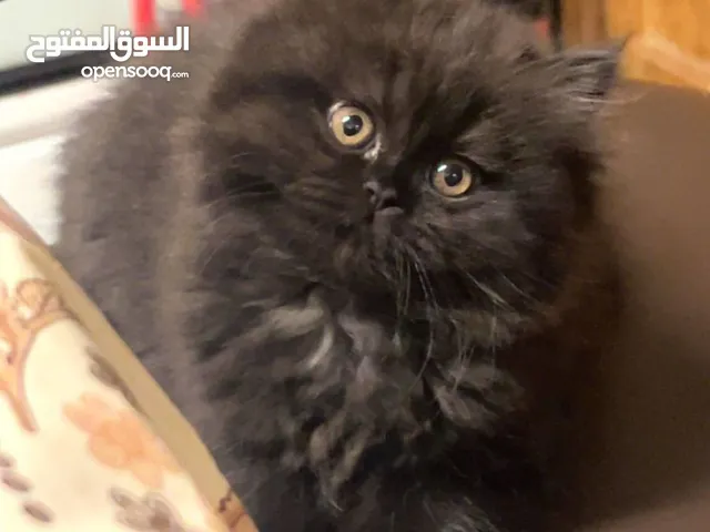 شانشيلا لونج هير