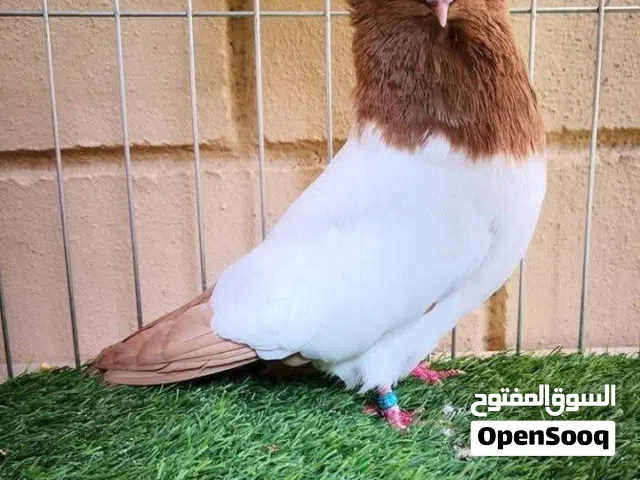 طيور حمام للبيع