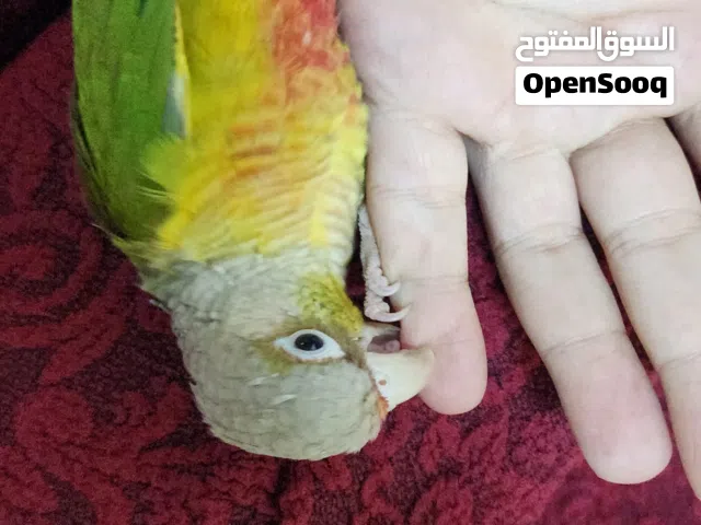 بغبغان باينابول كونيور