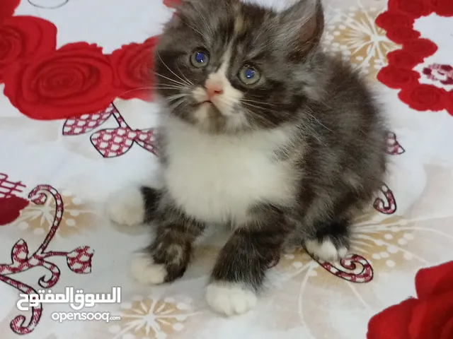 شيرازي كواليكو نظيفة و تحب اللعب