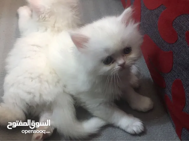 قطط شيرازي لا البيع