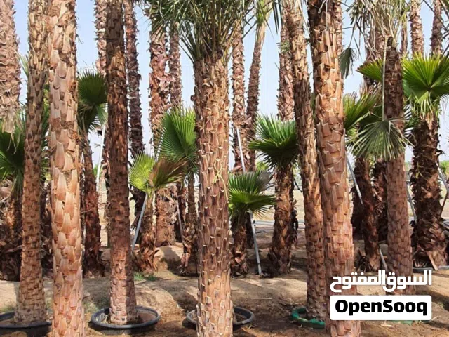 Wax Palm (Ceroxylon quindiuense) available now