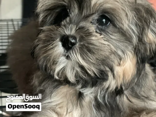 MALTIPOO PUPPIES ALL FEMALE VACCINATED WITH PASSPORT INCLUDED POTTY TRAINED