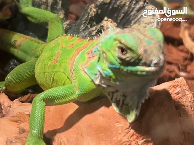 اغوانا خضراء للبيع اليفه جدا مع كامل ملحقاتها طولها 50cm و يصل طولها الى 2m سحليه جميله و هادئه