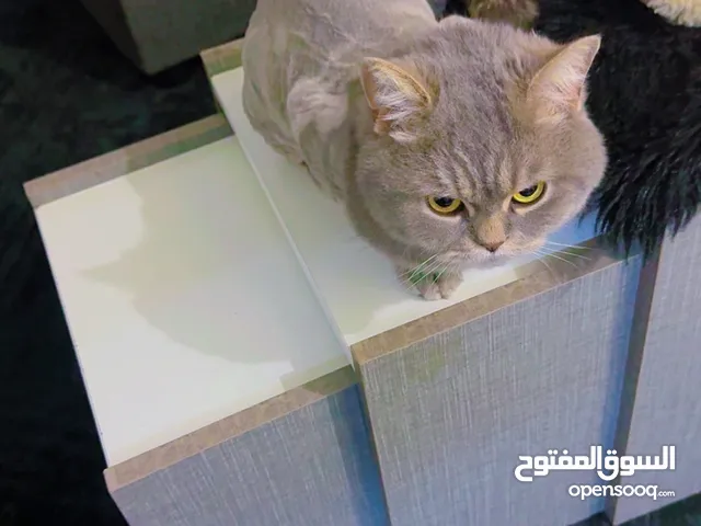 قط لتبني سكوتش