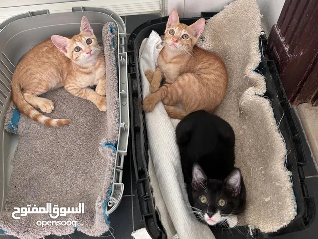 3 cute kitten for free adoption