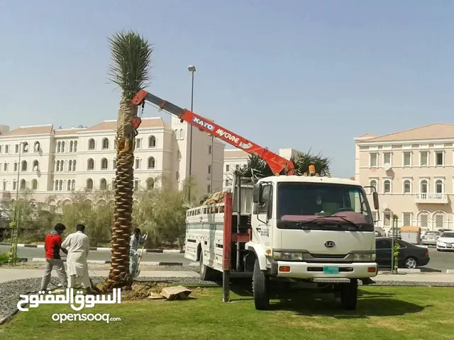 Date palm  Washingtonia  Royal palm  Buganvilla