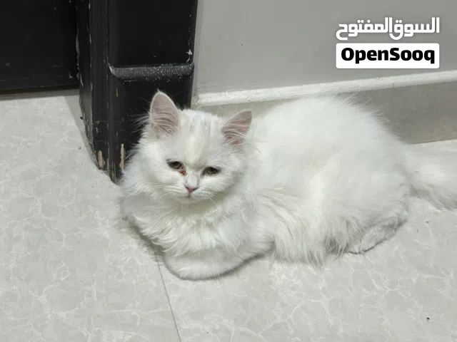 كيتن شيرازي أنثى أبيض نادره للبيع