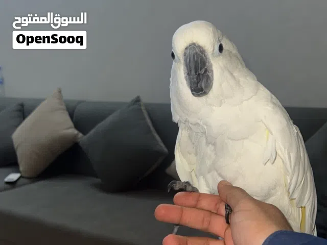 كوكاتو امبريلا للبيع اليف جداً لعوب يصفر و يتكلم شوي