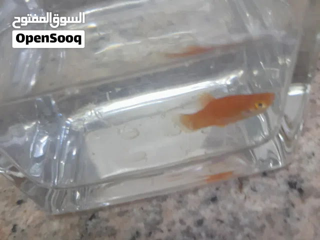 سمكة  برتقالي