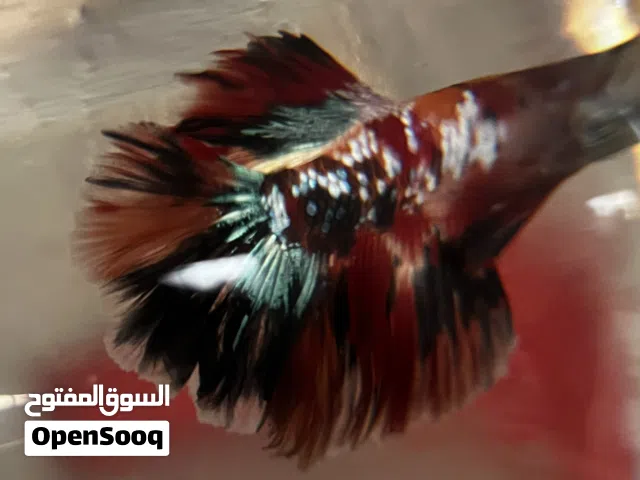 اسماك فايتر مميزة للبيع