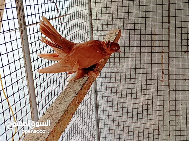 نثيه كرنجو صفرا