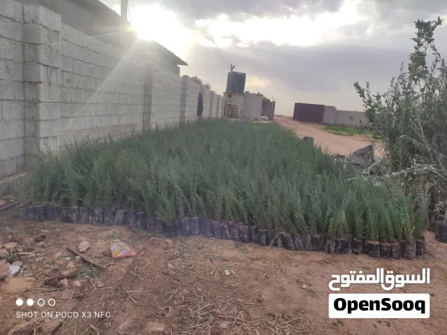 شتلت الصنوبر متوفر كميا محدودا