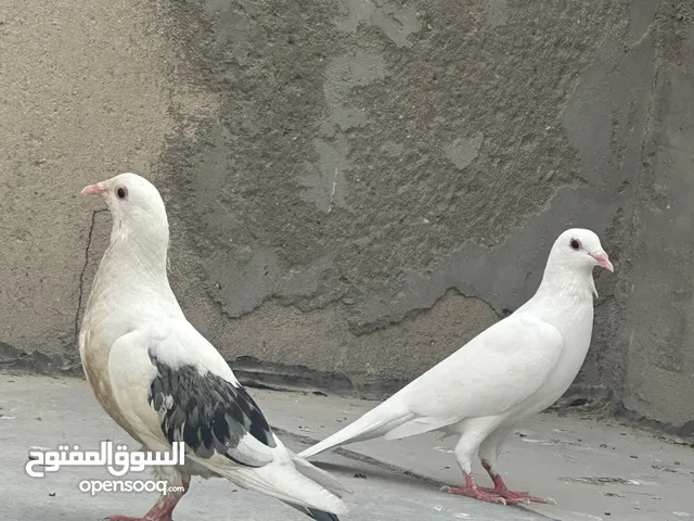 زوج زواجل مخاليف نثيه وفحل للبيع سعرهن 10 او مراوس