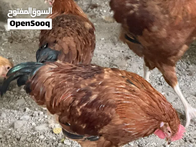 دجاج فرنسي بيور