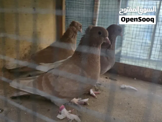 متااح حمام صفر زوجين وتك نضاف وشرط الصحه مثل ماواضحات ليريدهن يجيني خاص ويدلل