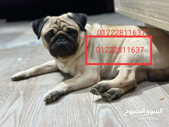 ذكر بج بيور للزواج فقط سبق له الزواج وبسم الله ماشاء الله يعطي جراوى جميلة وبيور