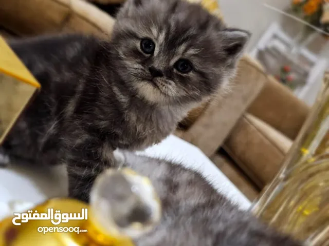 قطط سكوتش فولد للبيع