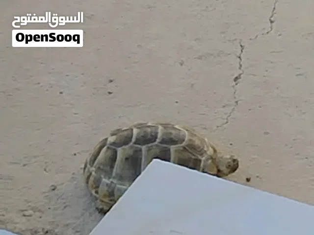 سلاحف للبيع