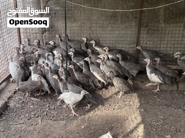 فروخ دجاج الحبشي (كانجا)